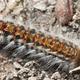 Illustration for article titled Heres A Weirdly Inspirational Story Of Caterpillar Torture